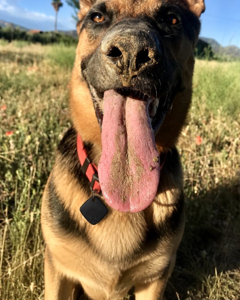 En el collar del perro