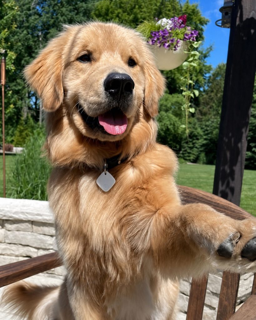 En el collar del perro