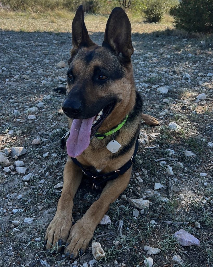 En el collar del perro